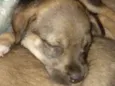 Docinho