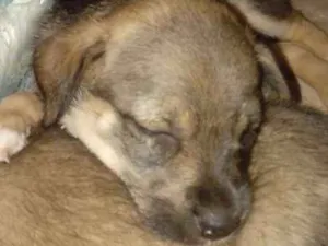 Cachorro raça Vira lata idade Abaixo de 2 meses nome Docinho