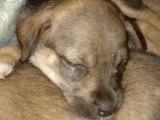 Cachorro ra a Vira lata idade Abaixo de 2 meses nome Docinho