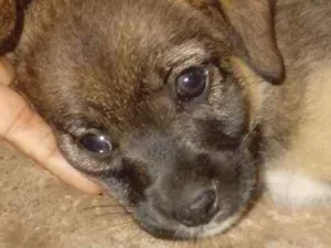 Cachorro raça Vira lata idade Abaixo de 2 meses nome Florzinha