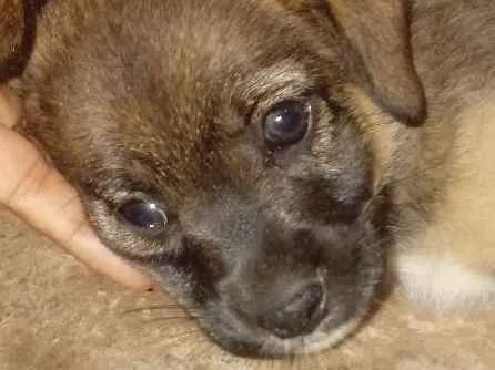 Cachorro ra a Vira lata idade Abaixo de 2 meses nome Florzinha