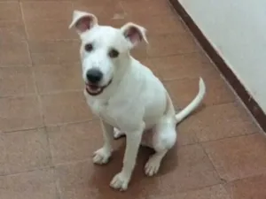 Cachorro raça SRD idade 1 ano nome Marley