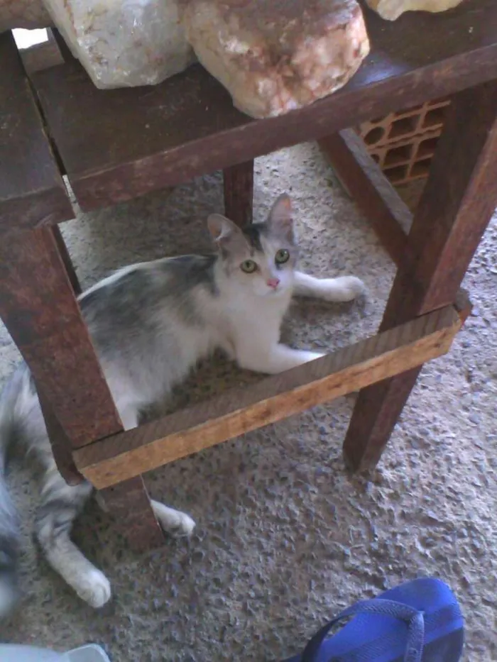 Gato raça SRD idade 7 a 11 meses nome Keith
