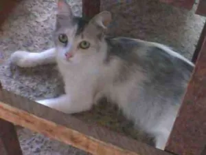 Gato raça SRD idade 7 a 11 meses nome Keith