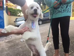 Cachorro raça Poodle idade 3 anos nome Bob