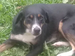Cachorro raça SRD idade 3 anos nome Broto