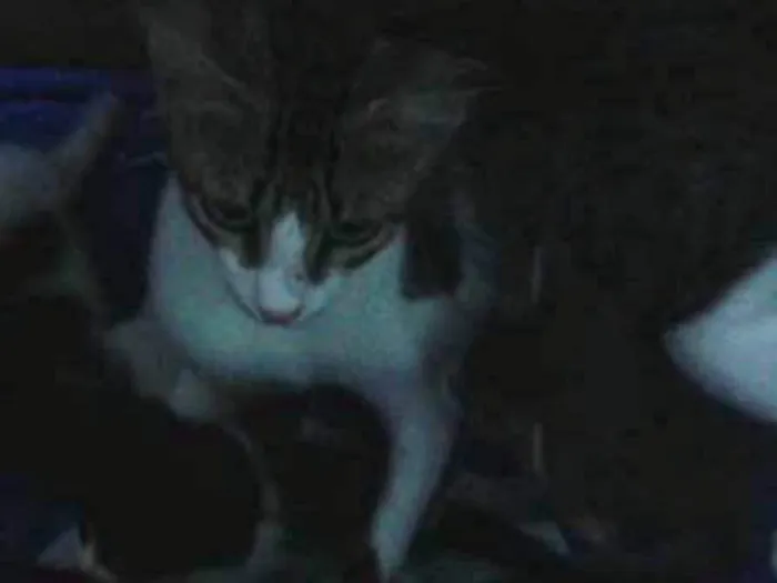 Gato ra a felino idade Abaixo de 2 meses nome sem nome