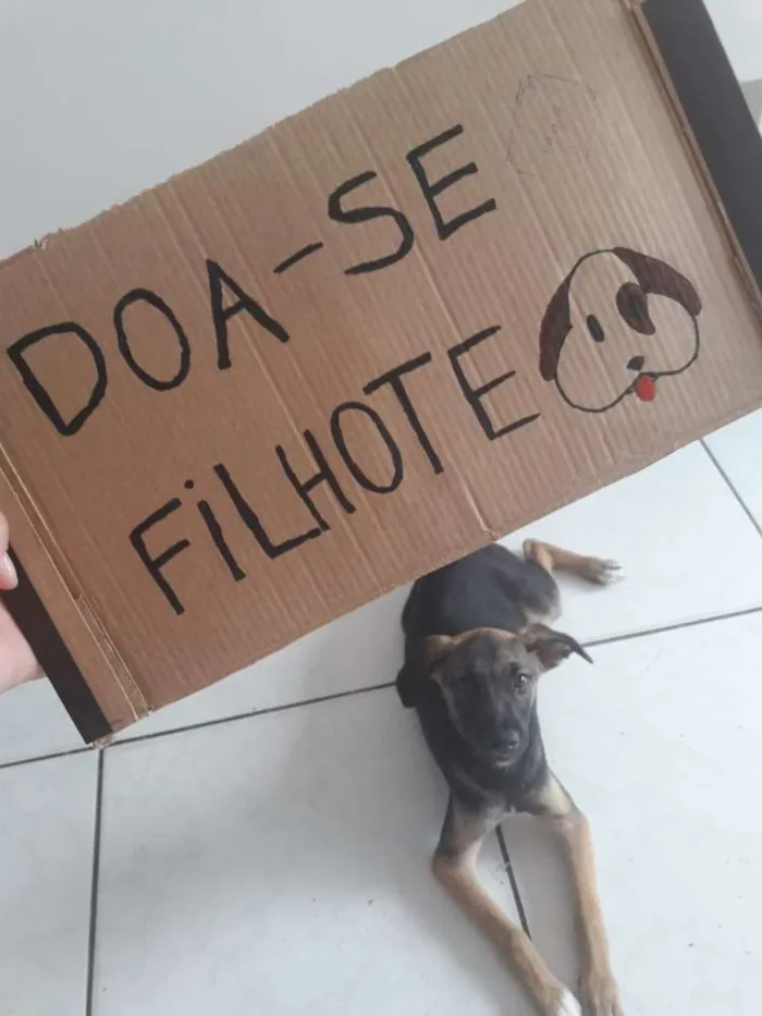 Cachorro ra a Indefinida idade 2 a 6 meses nome Pandora