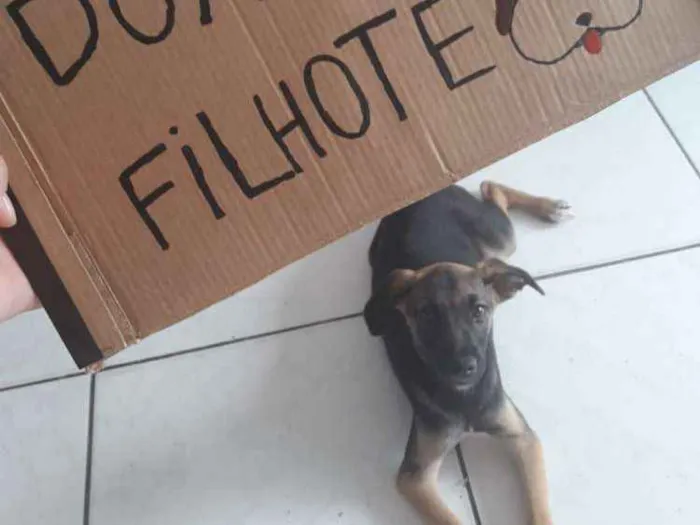 Cachorro ra a Indefinida idade 2 a 6 meses nome Pandora