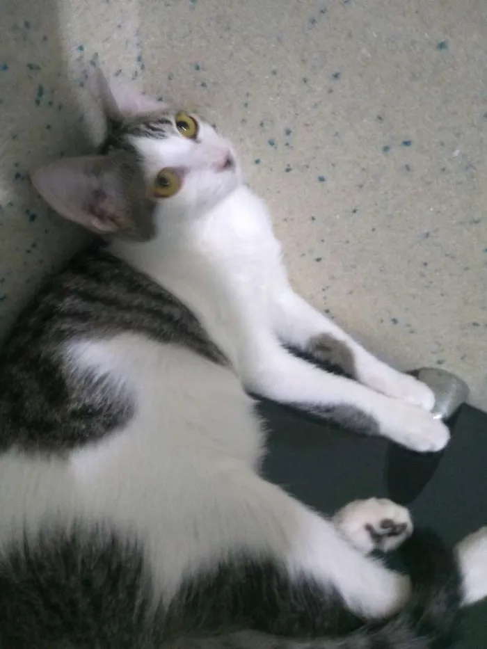 Gato ra a  idade 2 a 6 meses nome Kely