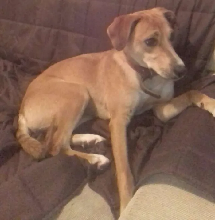 Cachorro ra a SRD idade 1 ano nome Serena