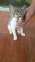 Moça
