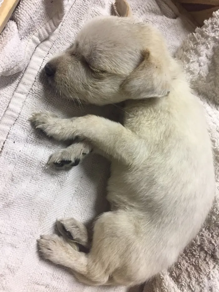 Cachorro ra a Não sei  idade Abaixo de 2 meses nome Não possui nome 