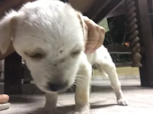 Cachorro raça Não sei  idade Abaixo de 2 meses nome Não possui nome 