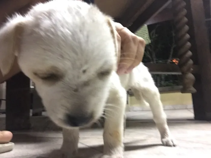 Cachorro ra a Não sei  idade Abaixo de 2 meses nome Não possui nome 