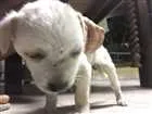 Cachorro raça Não sei  idade Abaixo de 2 meses nome Não possui nome 