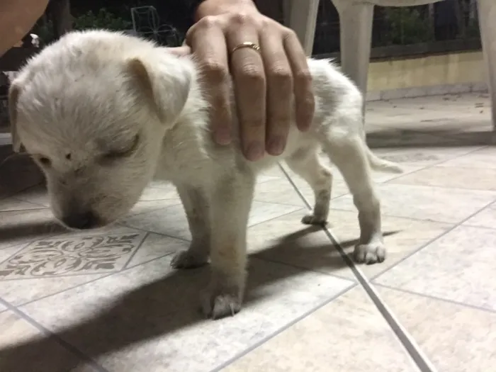 Cachorro ra a Não sei  idade Abaixo de 2 meses nome Não possui nome 