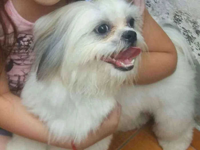 Cachorro raça Shitzu idade 2 anos nome Lilie