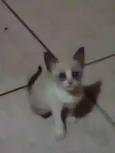 Gatinho para doação