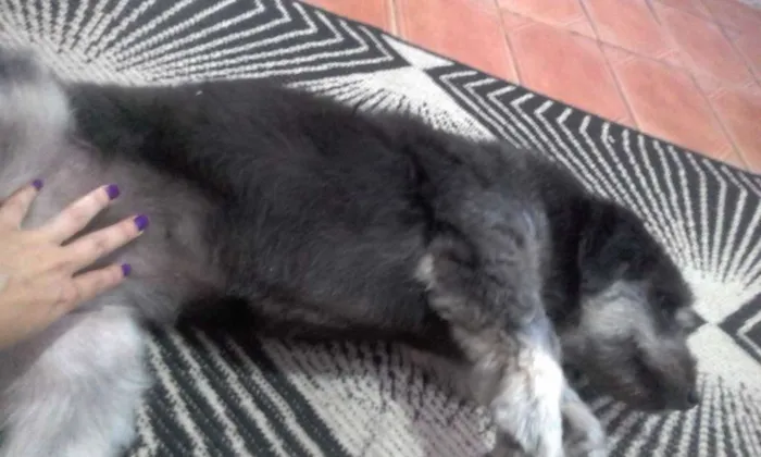 Cachorro ra a Vira lata idade 5 anos nome Serafina