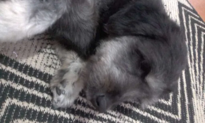 Cachorro ra a Vira lata idade 5 anos nome Serafina