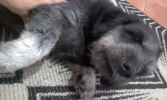 Cachorro ra a Vira lata idade 5 anos nome Serafina