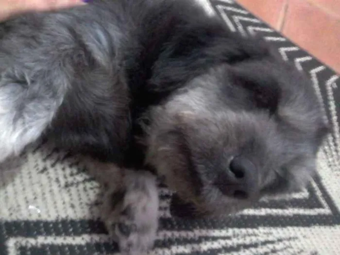 Cachorro ra a Vira lata idade 5 anos nome Serafina