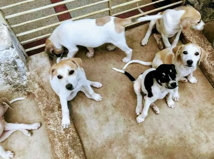 Cachorro ra a SRD idade 2 a 6 meses nome Varios
