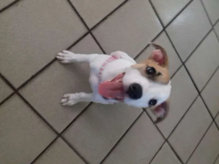 Cachorro raça sem definiçao idade 2 a 6 meses nome polly