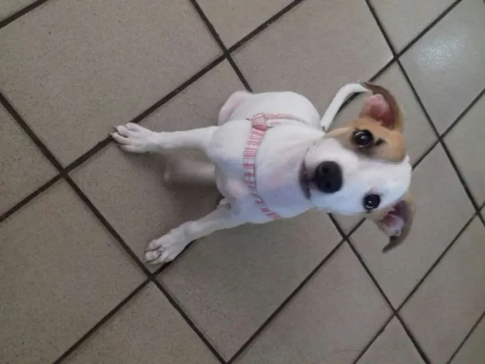Cachorro raça sem definiçao idade 2 a 6 meses nome polly