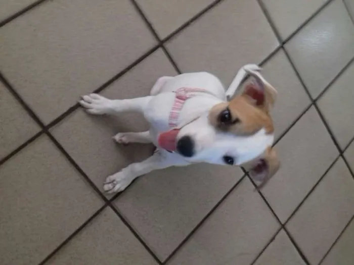 Cachorro raça sem definiçao idade 2 a 6 meses nome polly