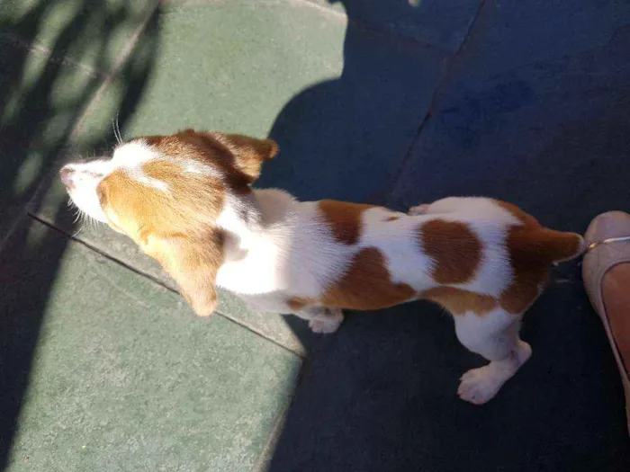 Cachorro ra a Beagle com vira lata  idade 2 a 6 meses nome Não tem 