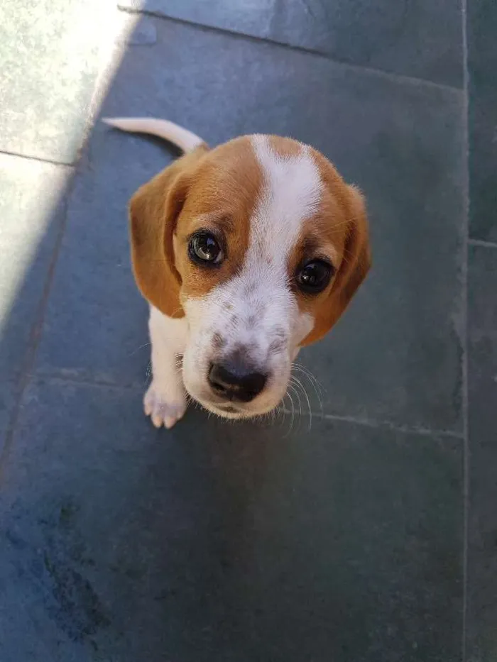 Cachorro ra a Beagle com vira lata  idade 2 a 6 meses nome Não tem 