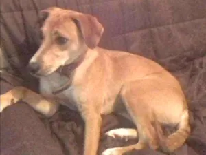 Cachorro raça SRD idade 1 ano nome Serena