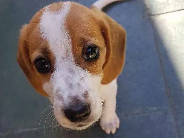 Cachorro ra a Beagle com vira lata  idade 2 a 6 meses nome Não tem 