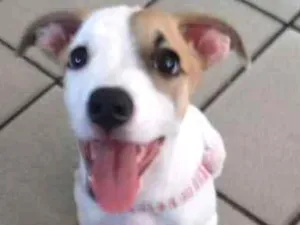 Cachorro raça sem definiçao idade 2 a 6 meses nome polly