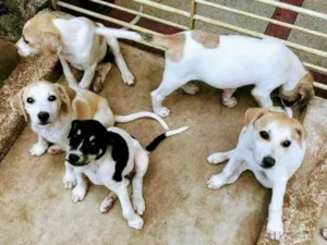Cachorro raça SRD idade 2 a 6 meses nome Varios