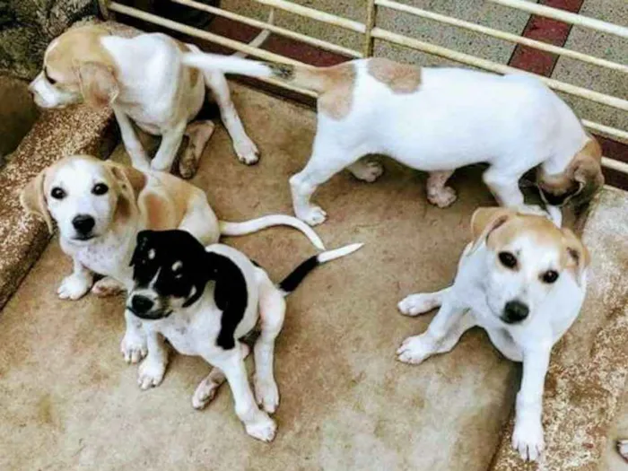 Cachorro ra a SRD idade 2 a 6 meses nome Varios