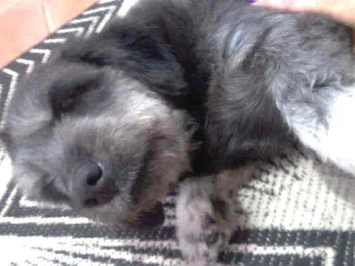 Cachorro ra a Vira lata idade 5 anos nome Serafina