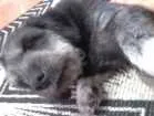 Cachorro raça Vira lata idade 5 anos nome Serafina