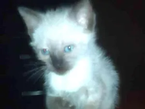 Gato raça sem raça definida idade Abaixo de 2 meses nome Gato para doação