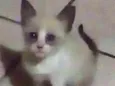 Gatinho para doação