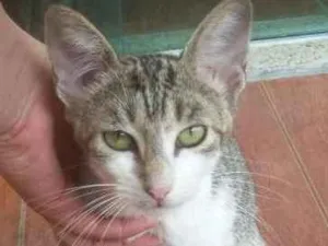 Gato raça Vira-Lata idade 1 ano nome Moça