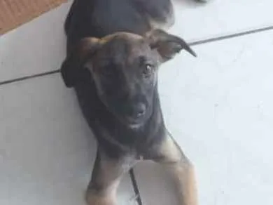 Cachorro ra a Indefinida idade 2 a 6 meses nome Pandora