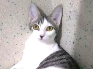 Gato raça  idade 2 a 6 meses nome Kely