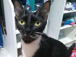 Gato raça  idade 2 a 6 meses nome Perla