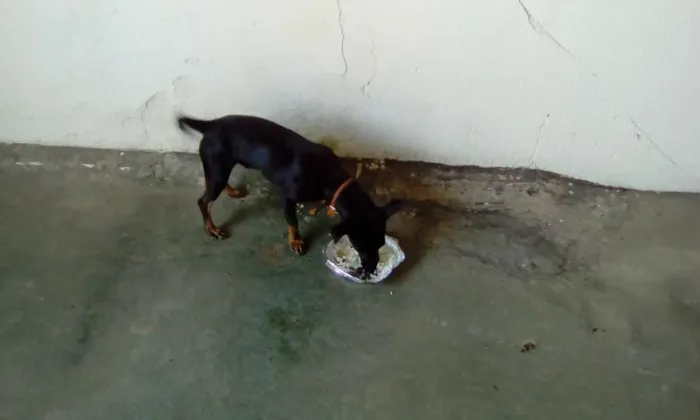 Cachorro ra a  pinchi com bace idade 7 a 11 meses nome Bili