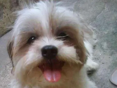 Cachorro raça  lhasaapso idade  nome Fred