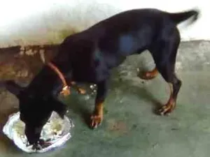 Cachorro raça  pinchi com bace idade 7 a 11 meses nome Bili
