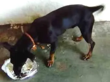 Cachorro ra a  pinchi com bace idade 7 a 11 meses nome Bili